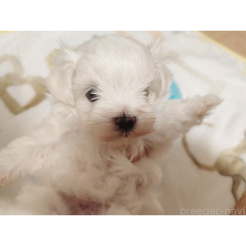 成約済の岡山県のマルチーズ-412974の9枚目