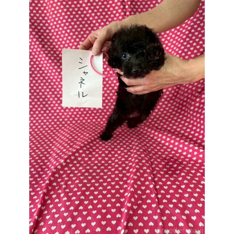 販売中の北海道のタイニープードル-413573の4枚目