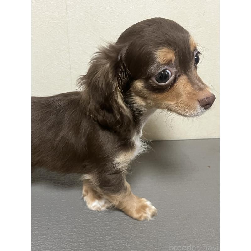 販売中の神奈川県のミックス犬-413709の6枚目