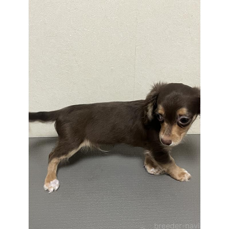 販売中の神奈川県のミックス犬-413709の5枚目