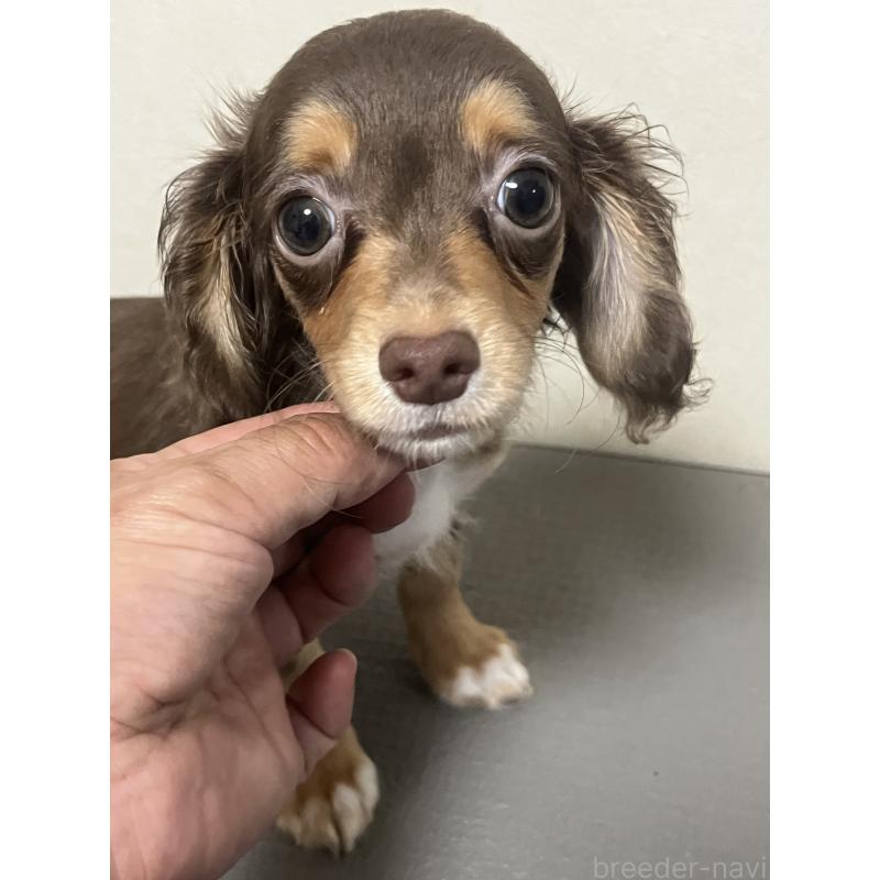 販売中の神奈川県のミックス犬-413709の4枚目