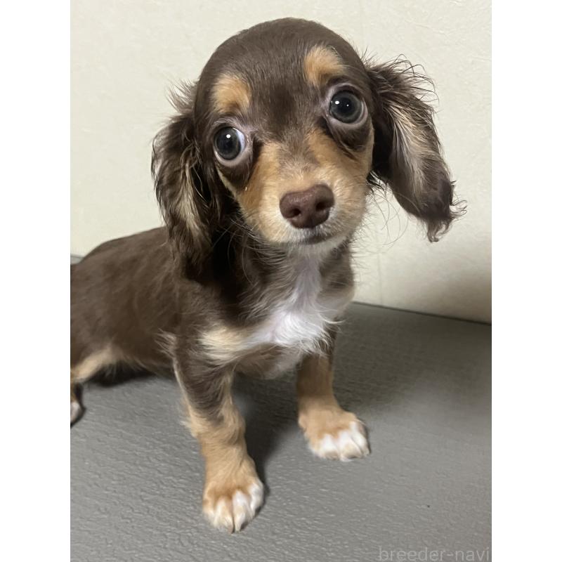 販売中の神奈川県のミックス犬-413709の2枚目