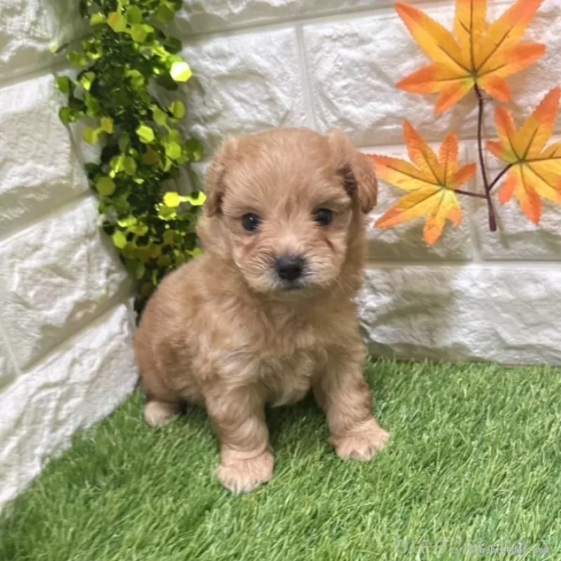 販売中の愛知県のマルプー:マルチーズ×トイプードル-413714