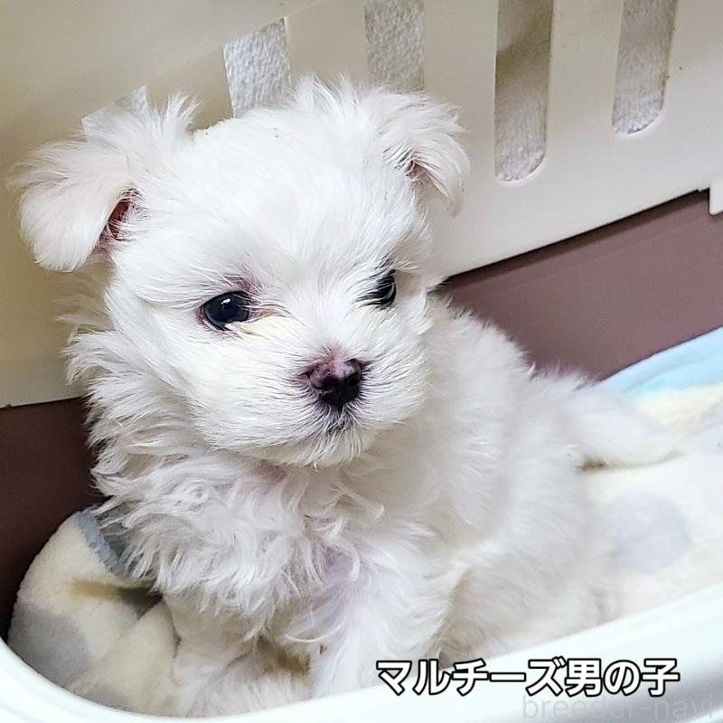 販売中の神奈川県のマルチーズ-410698