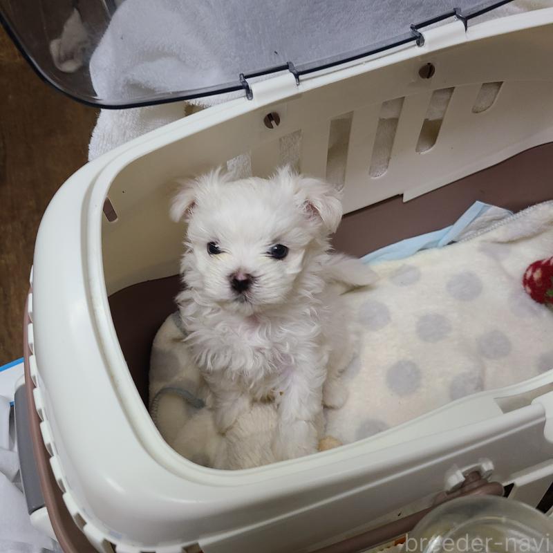 成約済の神奈川県のマルチーズ-410698の2枚目
