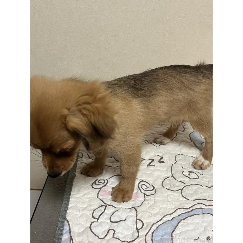 販売中の神奈川県のミックス犬-413715の4枚目