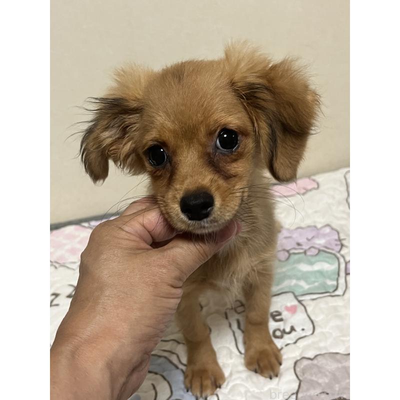 販売中の神奈川県のミックス犬-413715の3枚目