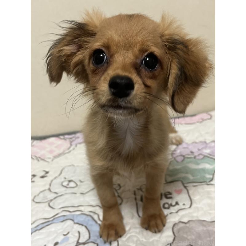 販売中の神奈川県のミックス犬-413715の2枚目