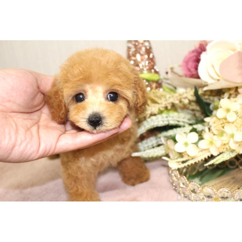 成約済の茨城県のタイニープードル-412090の4枚目