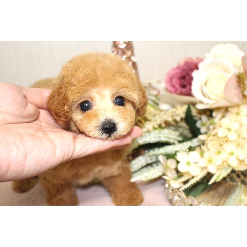 成約済の茨城県のタイニープードル-412090の3枚目