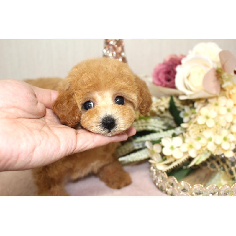 成約済の茨城県のタイニープードル-412090の2枚目