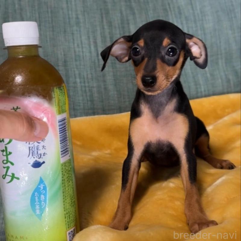 販売中の岡山県のミニチュアピンシャー(ミニピン)-413749の9枚目