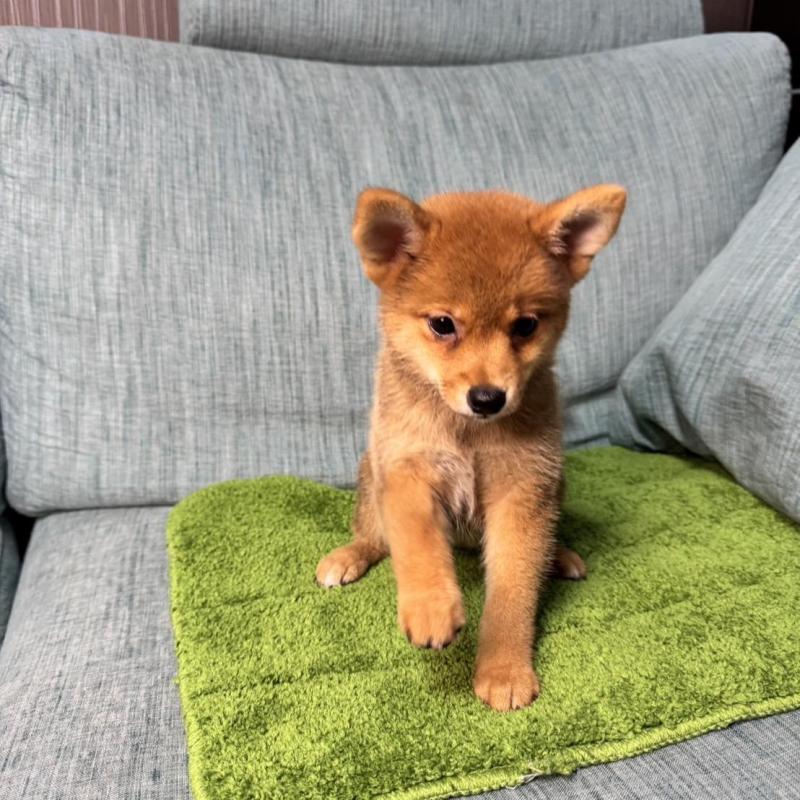 販売中の岡山県の柴犬-413753の12枚目