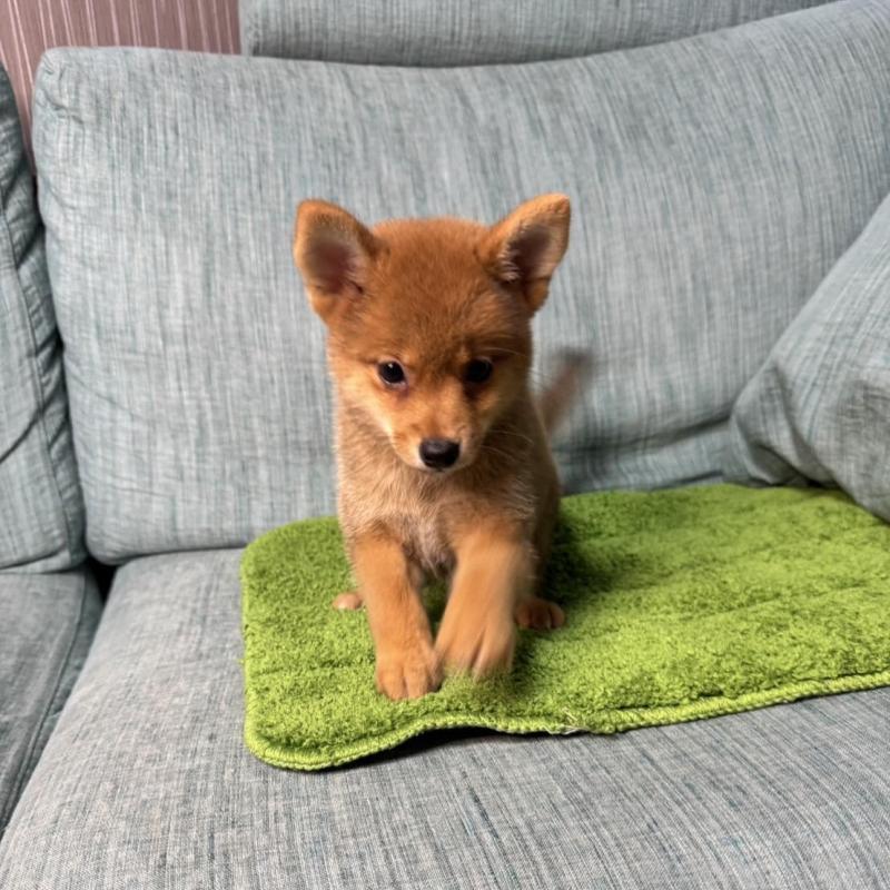 販売中の岡山県の柴犬-413753の11枚目