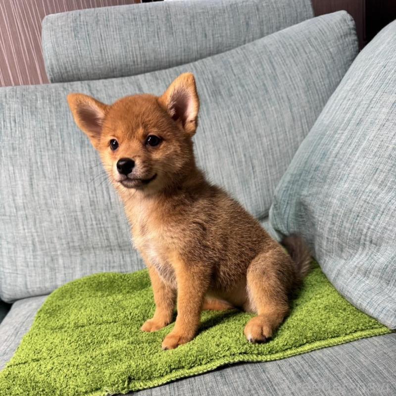 販売中の岡山県の柴犬-413753の10枚目