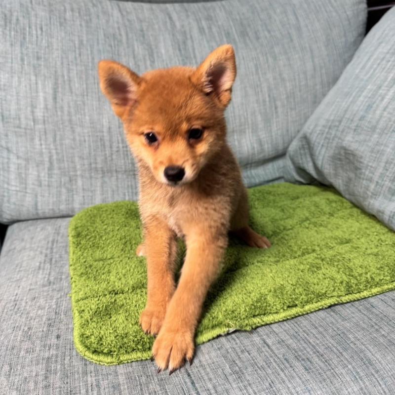 販売中の岡山県の柴犬-413753の9枚目