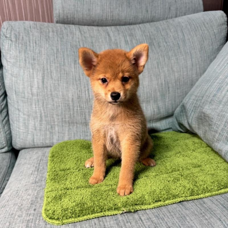 販売中の岡山県の柴犬-413753の8枚目
