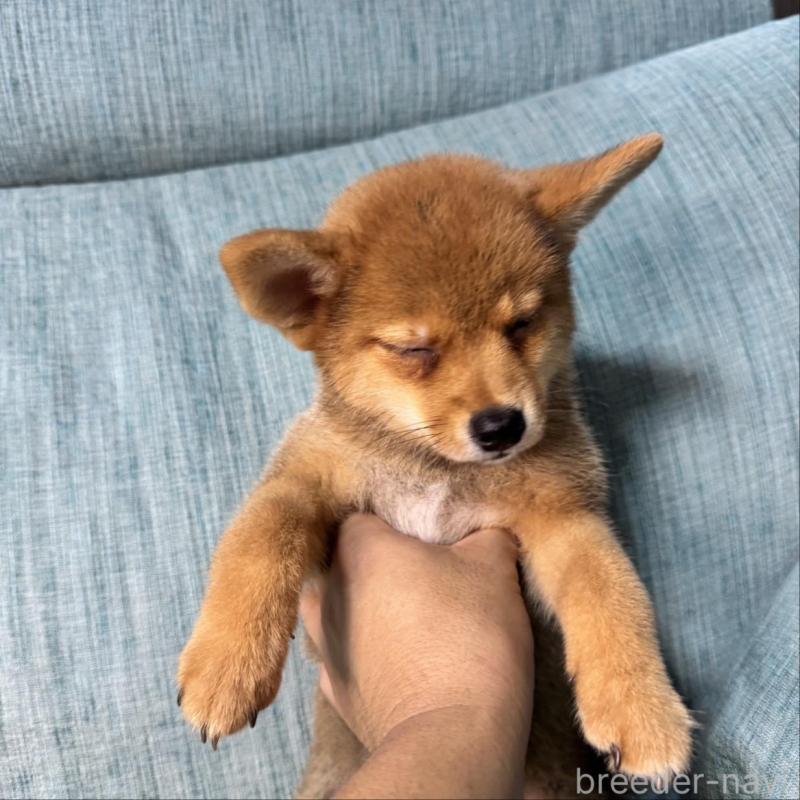 販売中の岡山県の柴犬-413753の7枚目