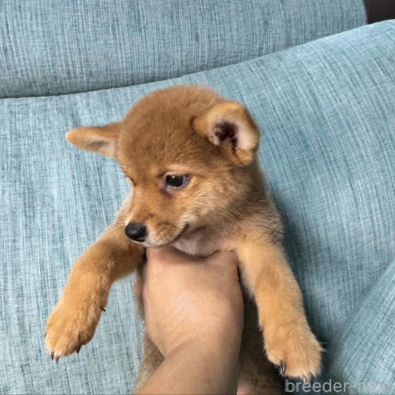 販売中の岡山県の柴犬-413753の6枚目