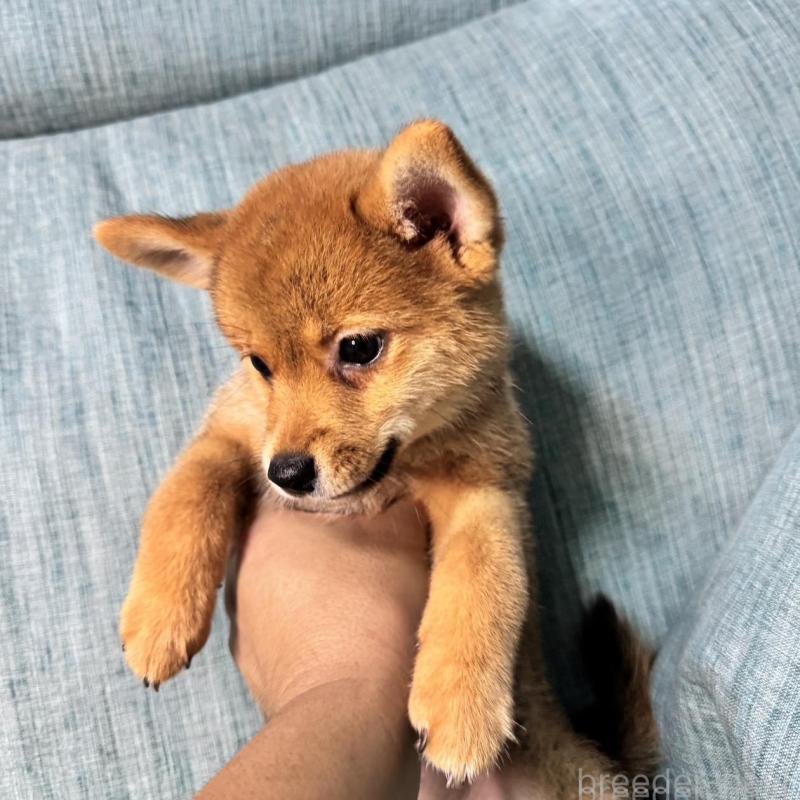 販売中の岡山県の柴犬-413753の5枚目