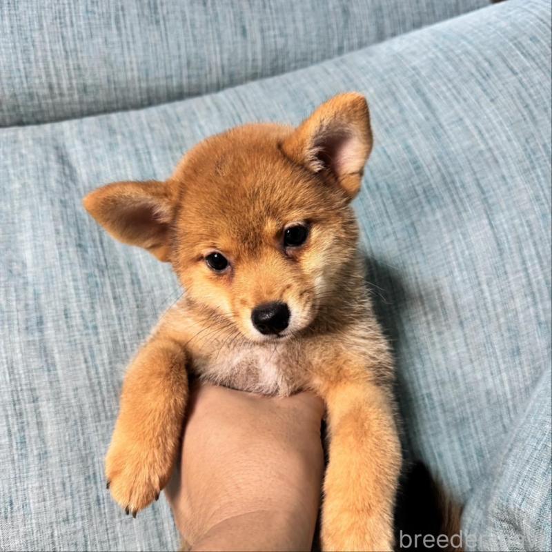 販売中の岡山県の柴犬-413753の4枚目