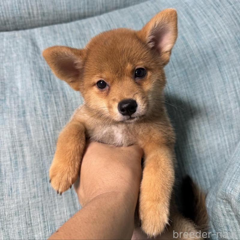 販売中の岡山県の柴犬-413753の3枚目