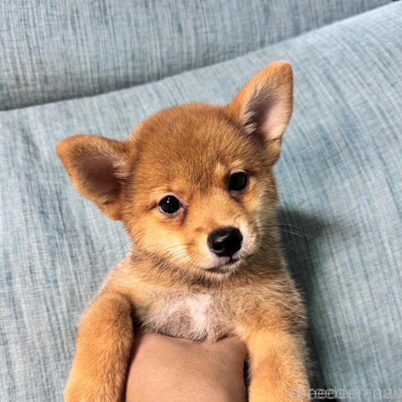 販売中の岡山県の柴犬-413753の2枚目