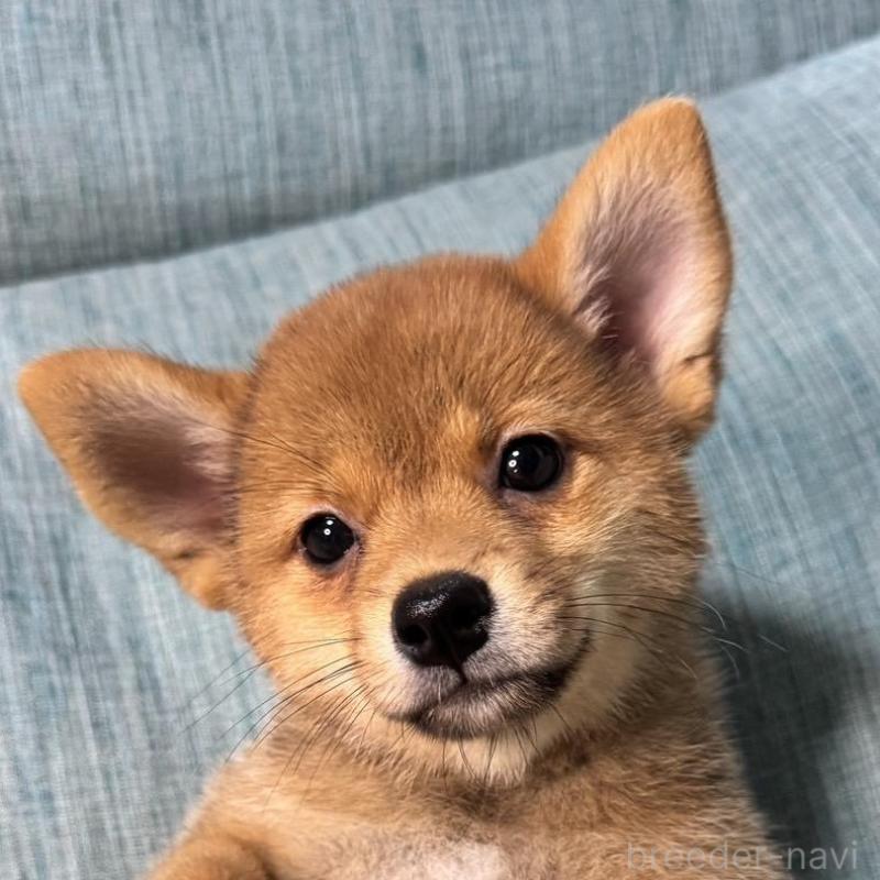 販売中の岡山県の柴犬-413753の1枚目