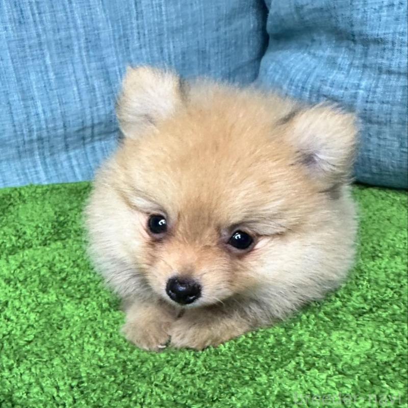 販売中の岡山県のポメラニアン-413760の1枚目