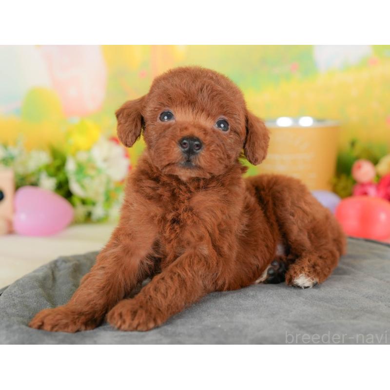 販売中の群馬県のトイプードル-413764