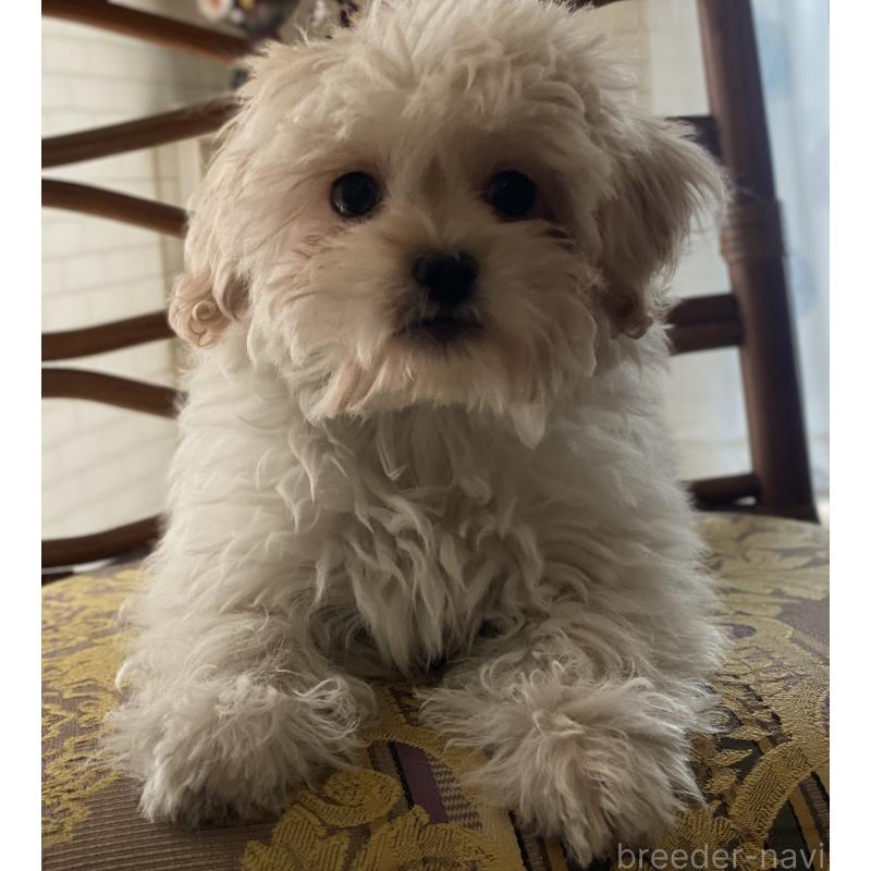 販売中の埼玉県のミックス犬-413163の4枚目