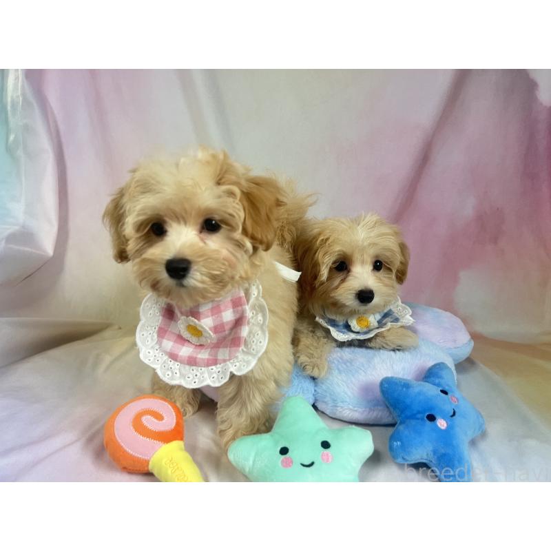 販売中の茨城県のマルプー:マルチーズ×トイプードル-402717の4枚目