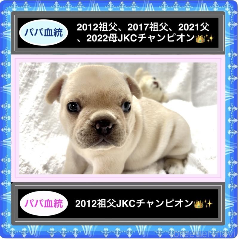 販売中の大阪府のフレンチブルドッグ-413823の12枚目