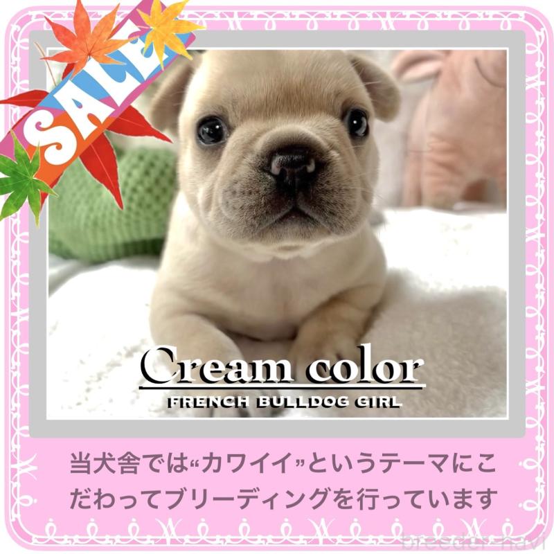 販売中の大阪府のフレンチブルドッグ-413823の9枚目