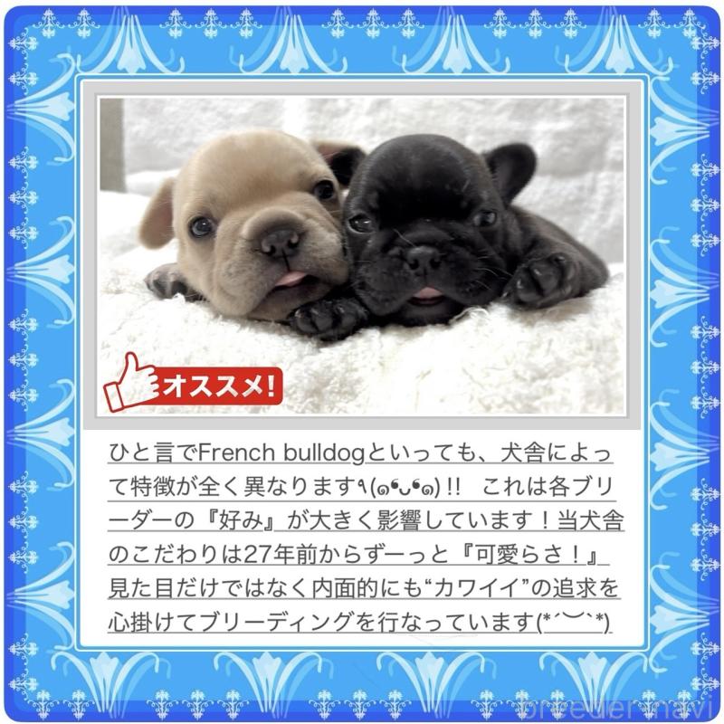 販売中の大阪府のフレンチブルドッグ-413823の8枚目