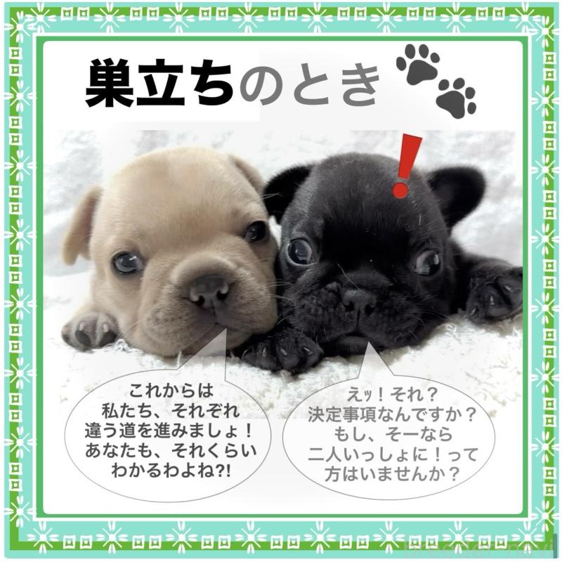 販売中の大阪府のフレンチブルドッグ-413823の4枚目