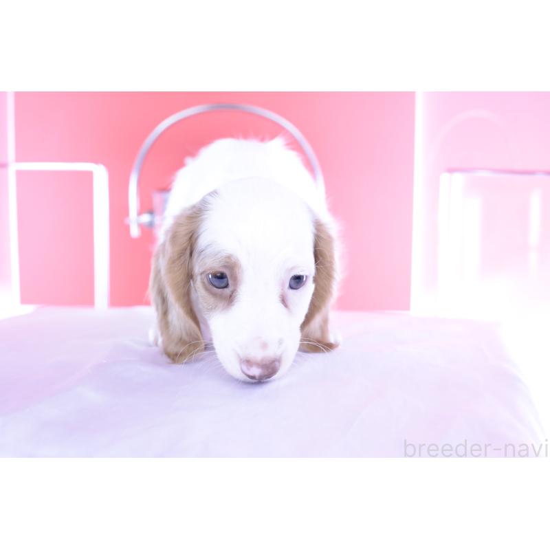 成約済の愛知県のミニチュアダックスフンド(ロングヘアード)-409270の15枚目