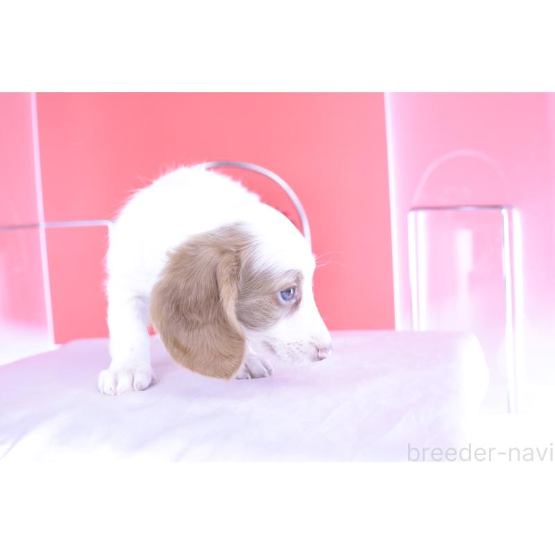 成約済の愛知県のミニチュアダックスフンド(ロングヘアード)-409270の14枚目