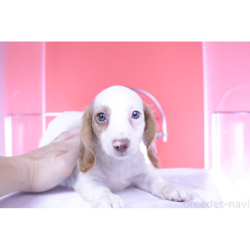 成約済の愛知県のミニチュアダックスフンド(ロングヘアード)-409270の13枚目