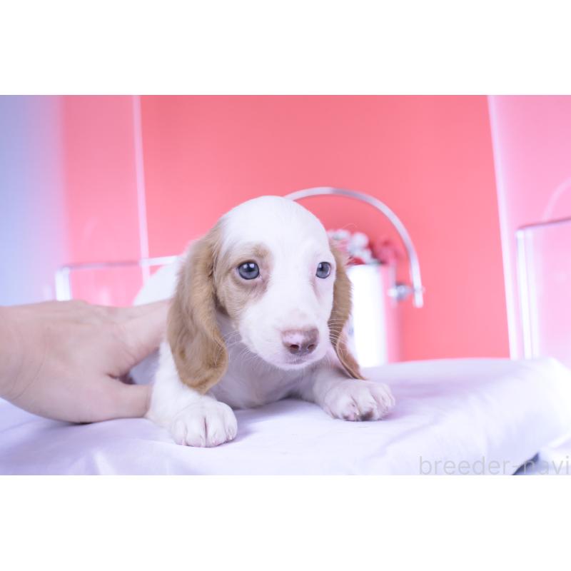 成約済の愛知県のミニチュアダックスフンド(ロングヘアード)-409270の11枚目