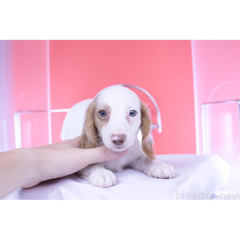 成約済の愛知県のミニチュアダックスフンド(ロングヘアード)-409270の10枚目