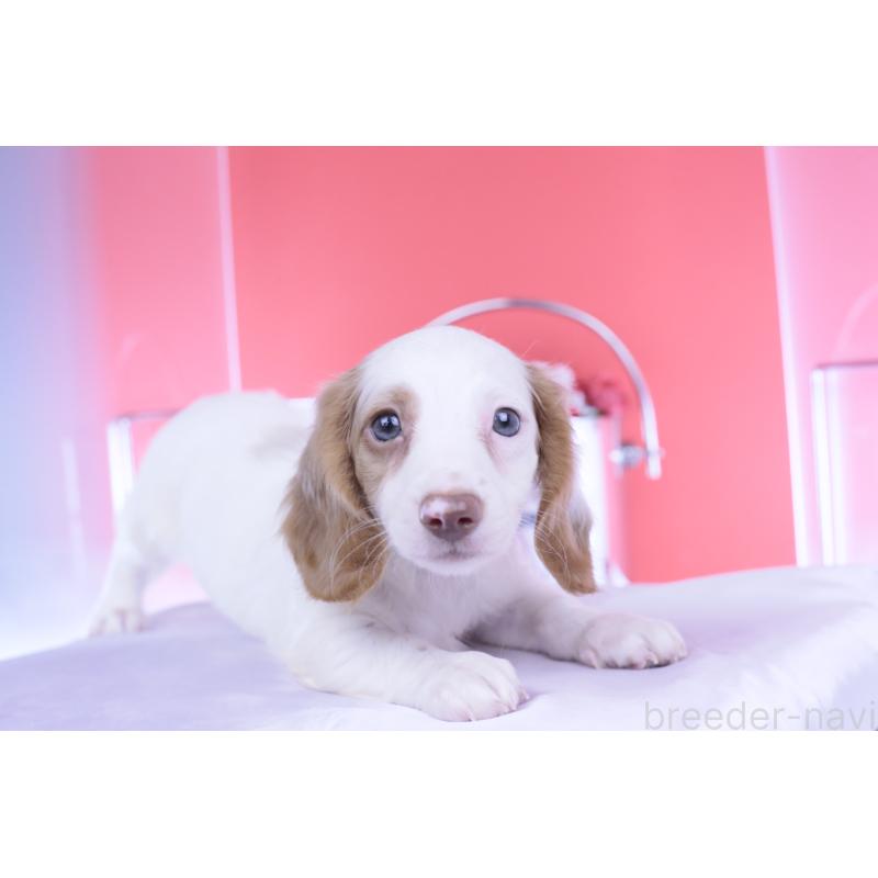 成約済の愛知県のミニチュアダックスフンド(ロングヘアード)-409270の8枚目