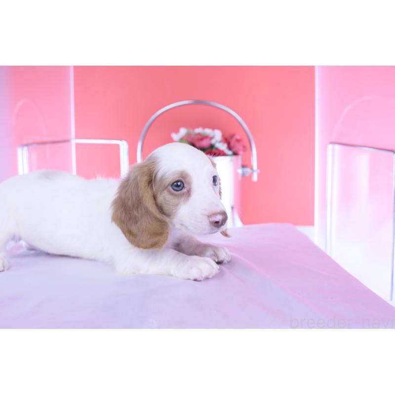 成約済の愛知県のミニチュアダックスフンド(ロングヘアード)-409270の7枚目