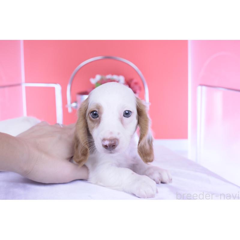 成約済の愛知県のミニチュアダックスフンド(ロングヘアード)-409270の6枚目