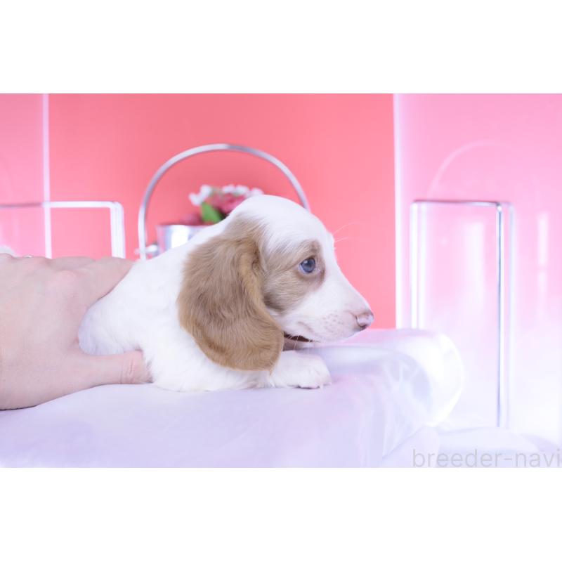 成約済の愛知県のミニチュアダックスフンド(ロングヘアード)-409270の5枚目