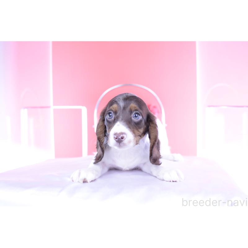 成約済の愛知県のミニチュアダックスフンド(ロングヘアード)-409269の16枚目