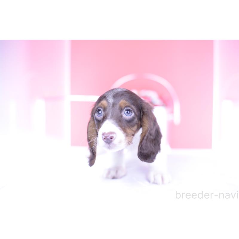 成約済の愛知県のミニチュアダックスフンド(ロングヘアード)-409269の11枚目