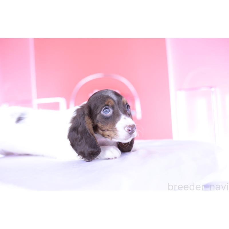 成約済の愛知県のミニチュアダックスフンド(ロングヘアード)-409269の10枚目