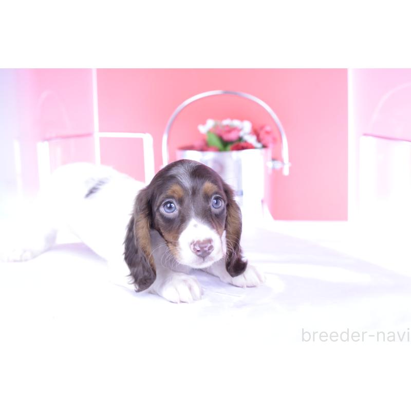 成約済の愛知県のミニチュアダックスフンド(ロングヘアード)-409269の9枚目