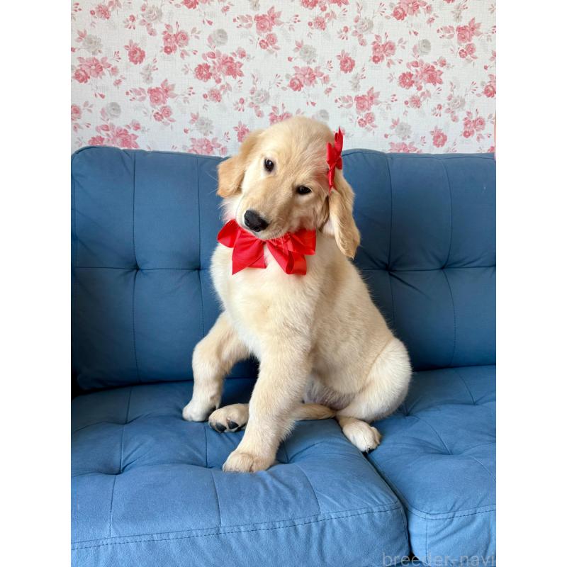 成約済の静岡県のゴールデンレトリーバー-413060の10枚目